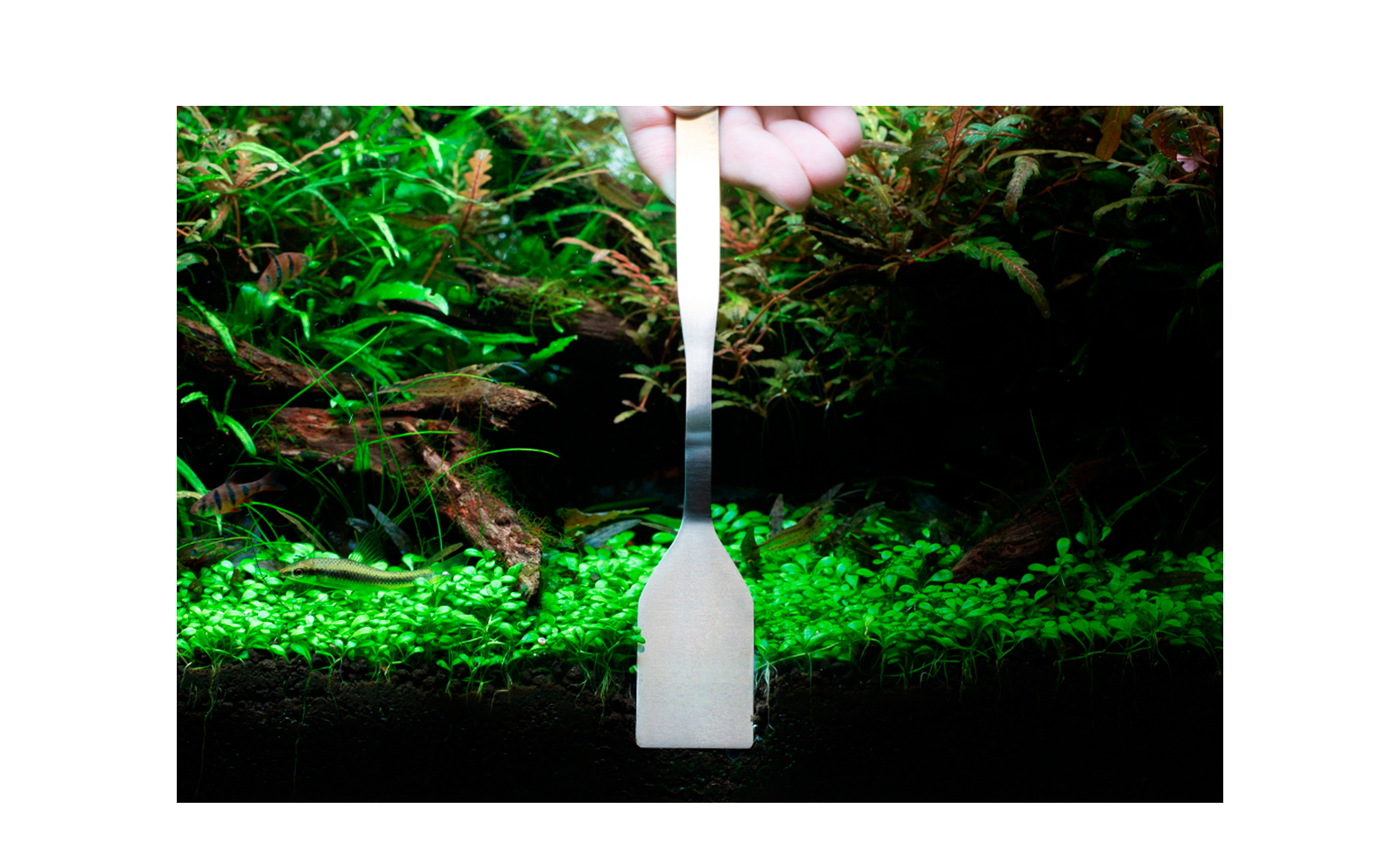 ADA Soil Scraper for Aquarium Substrate Leveling – Buy Aquarium Soil Scraper Online | Still Water Aquatics